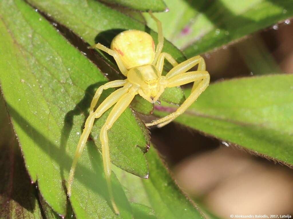 Image of Flower Crab Spiders