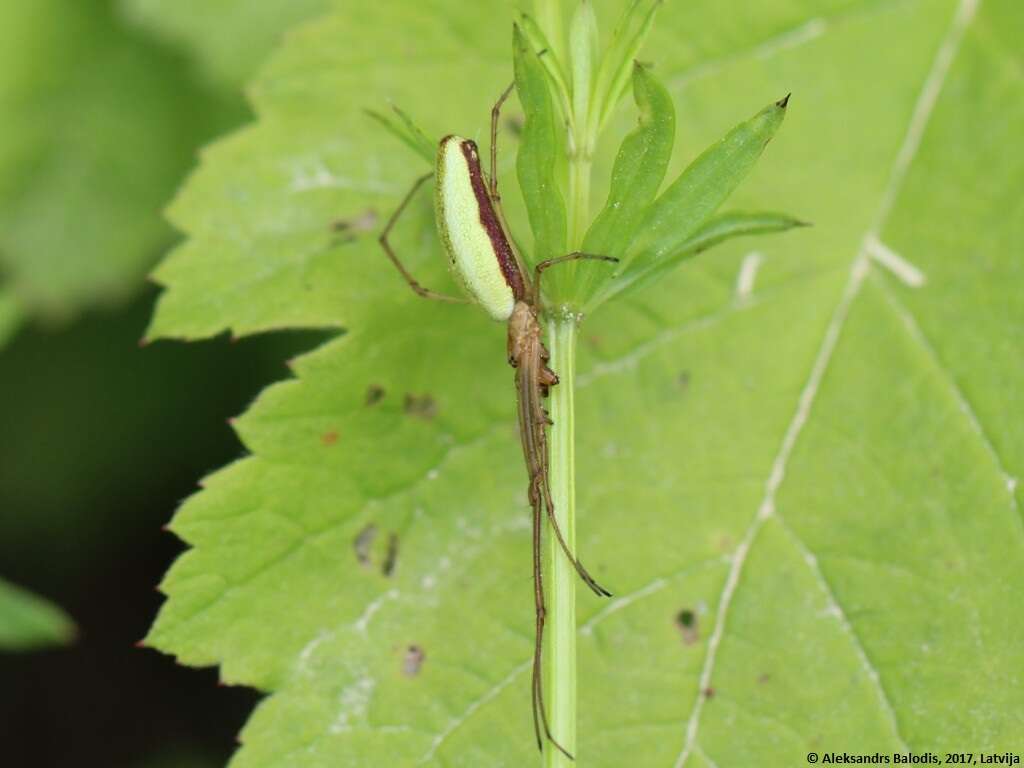 Image de Tetragnatha extensa (Linnaeus 1758)