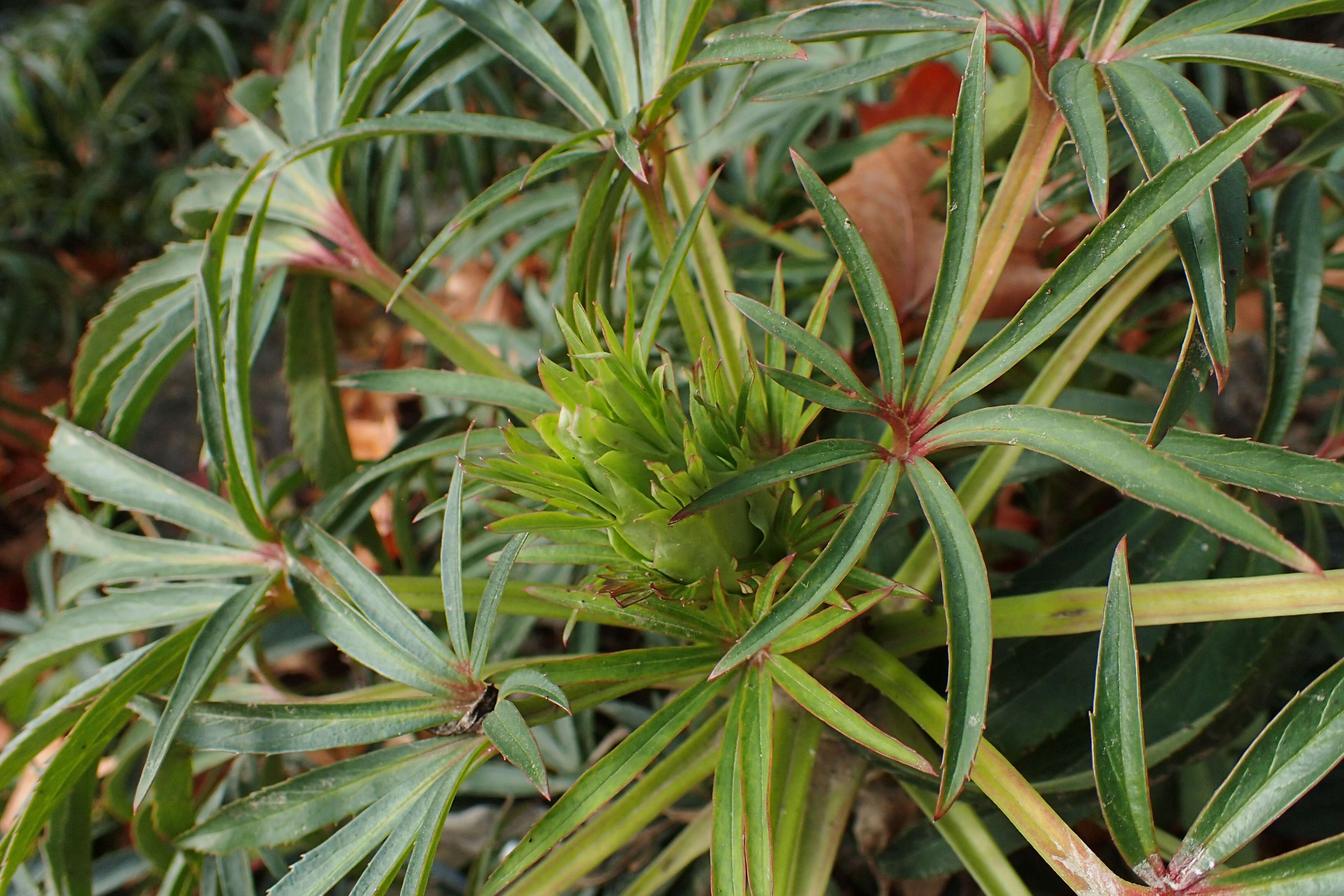 Image of Stinking Hellebore