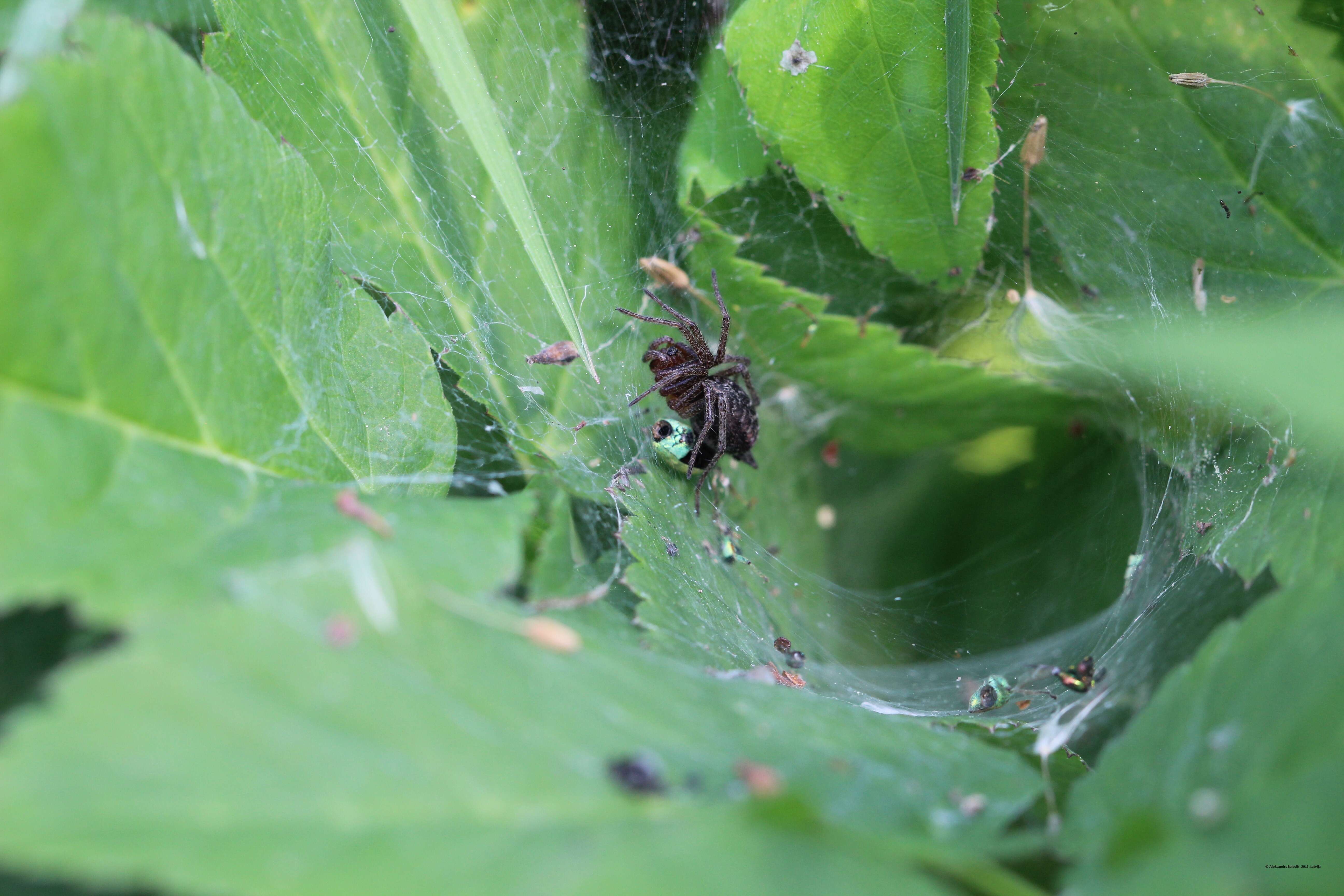 Image of Agelena labyrinthica (Clerck 1757)