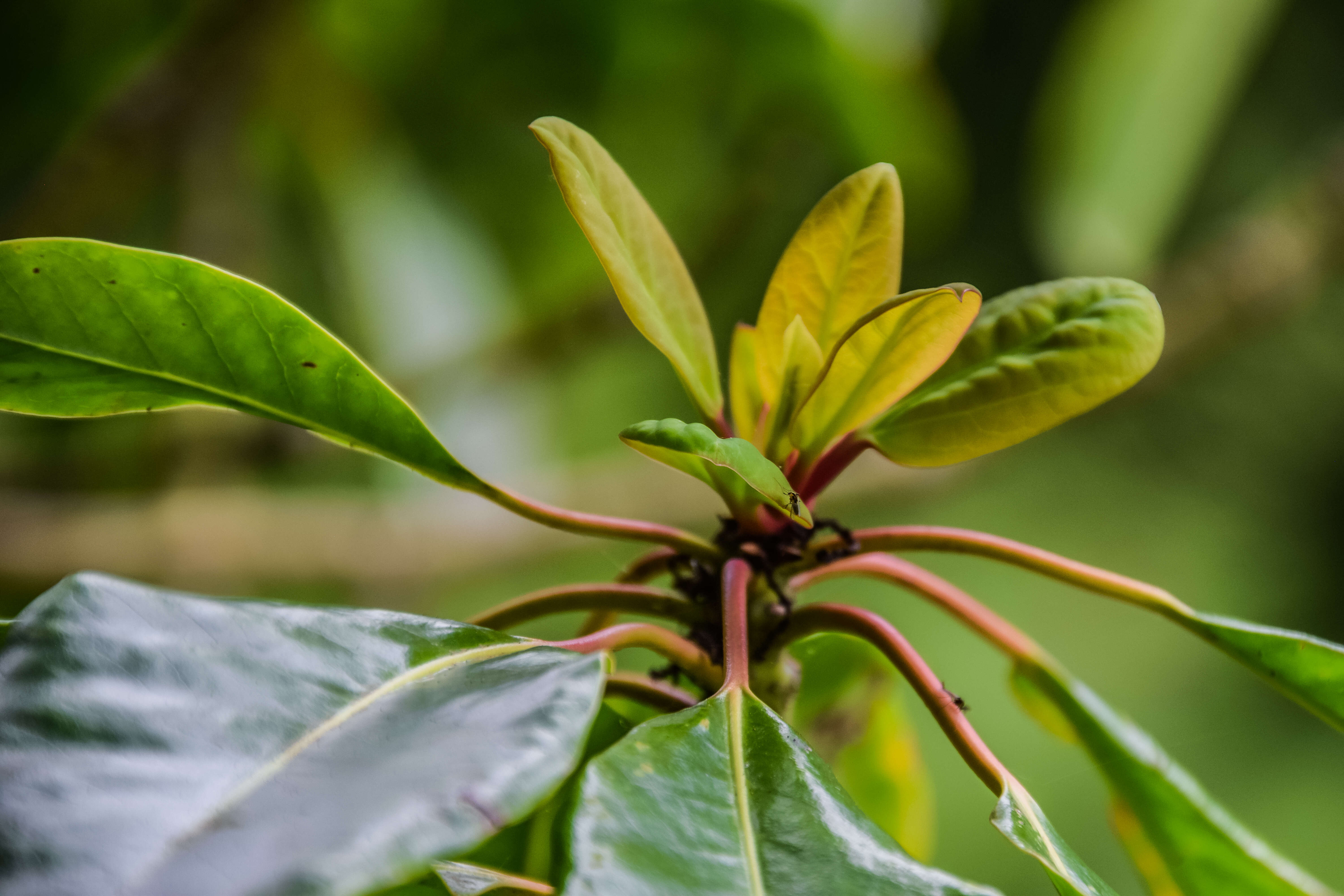 Image of Daphniphyllum macropodum Miq.