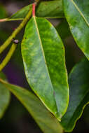 Image of Daphniphyllum macropodum Miq.