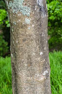 Image of Daphniphyllum macropodum Miq.