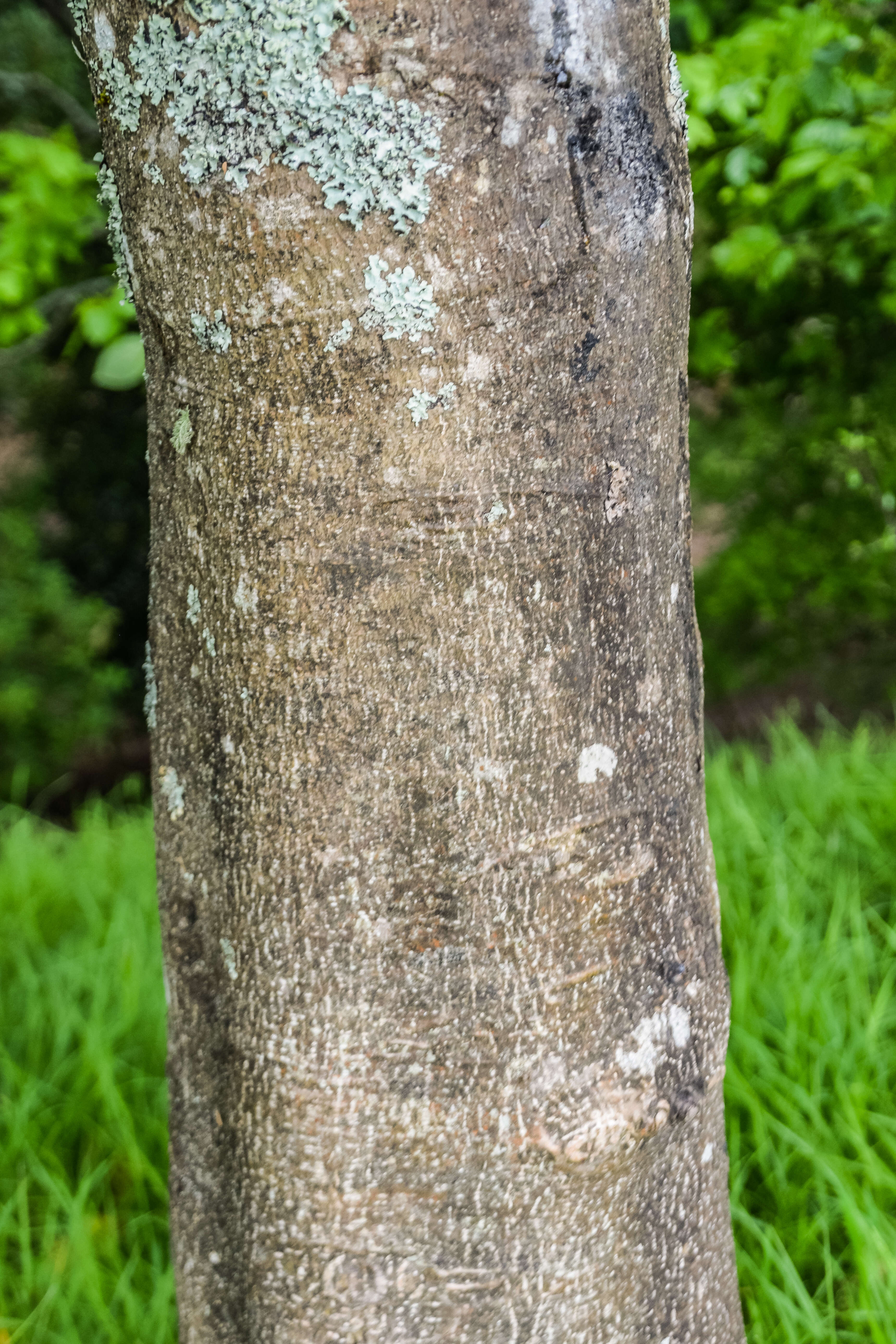 Imagem de Daphniphyllum macropodum Miq.