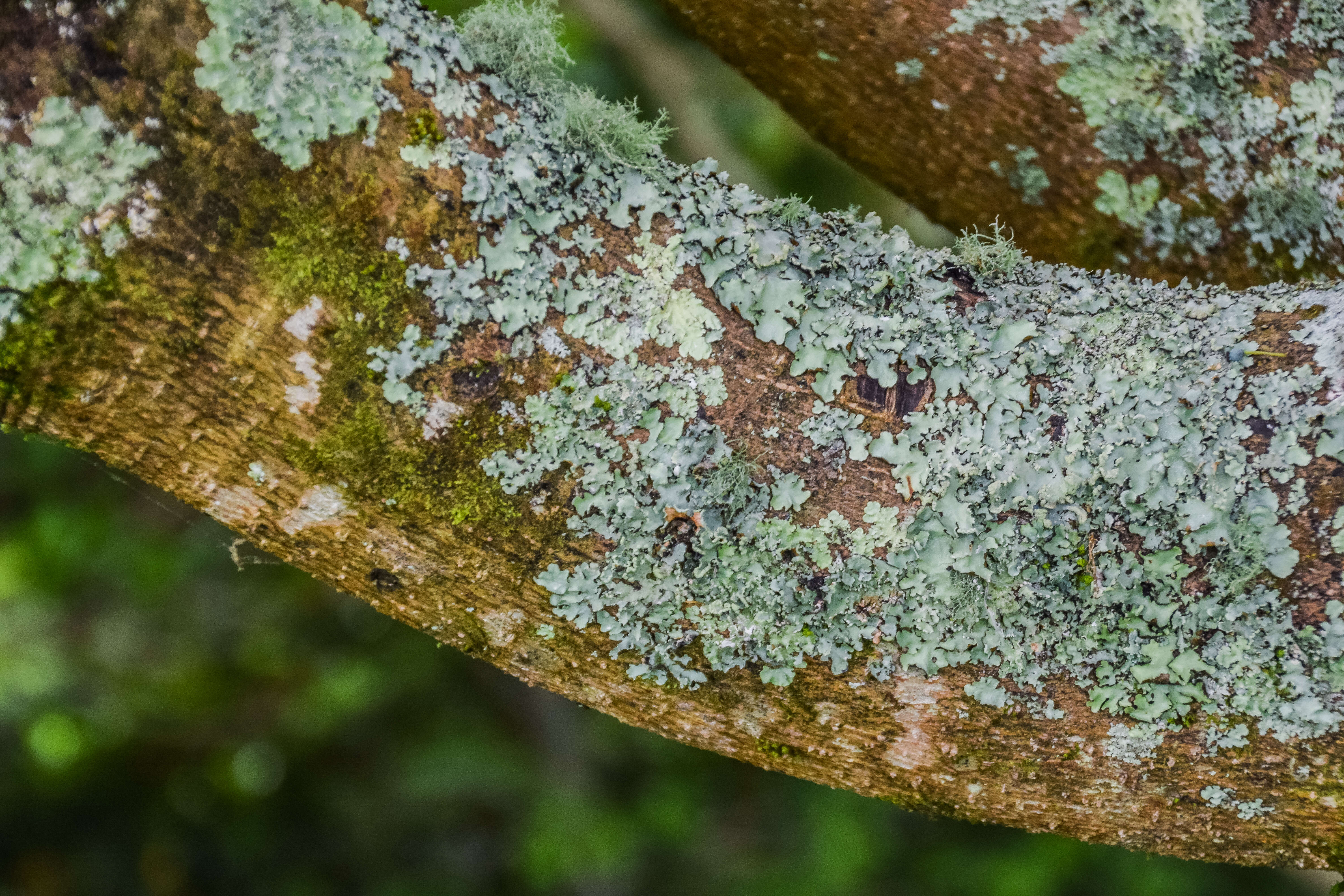 Imagem de Daphniphyllum macropodum Miq.