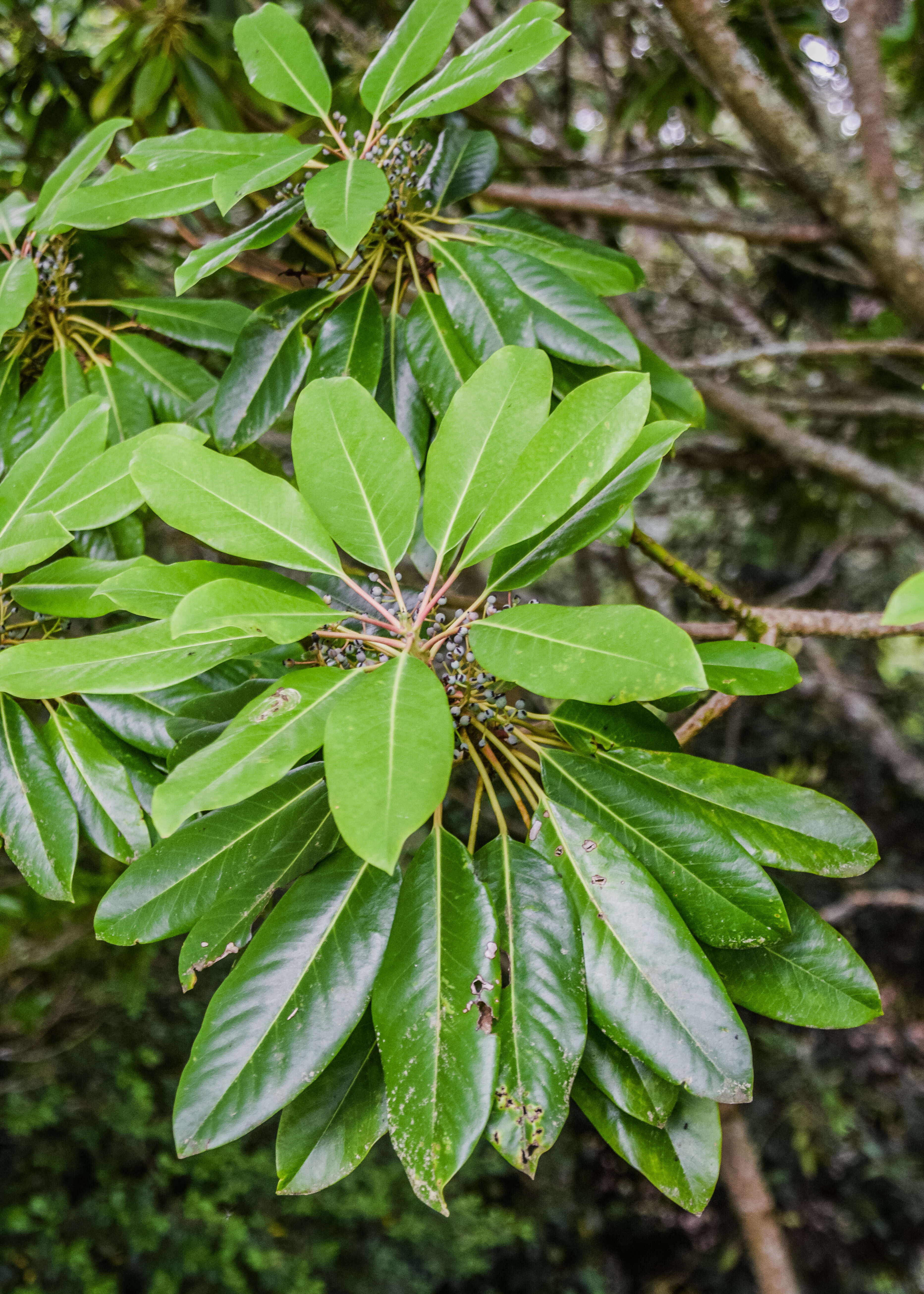 Imagem de Daphniphyllum macropodum Miq.