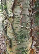 Image of Gray birch