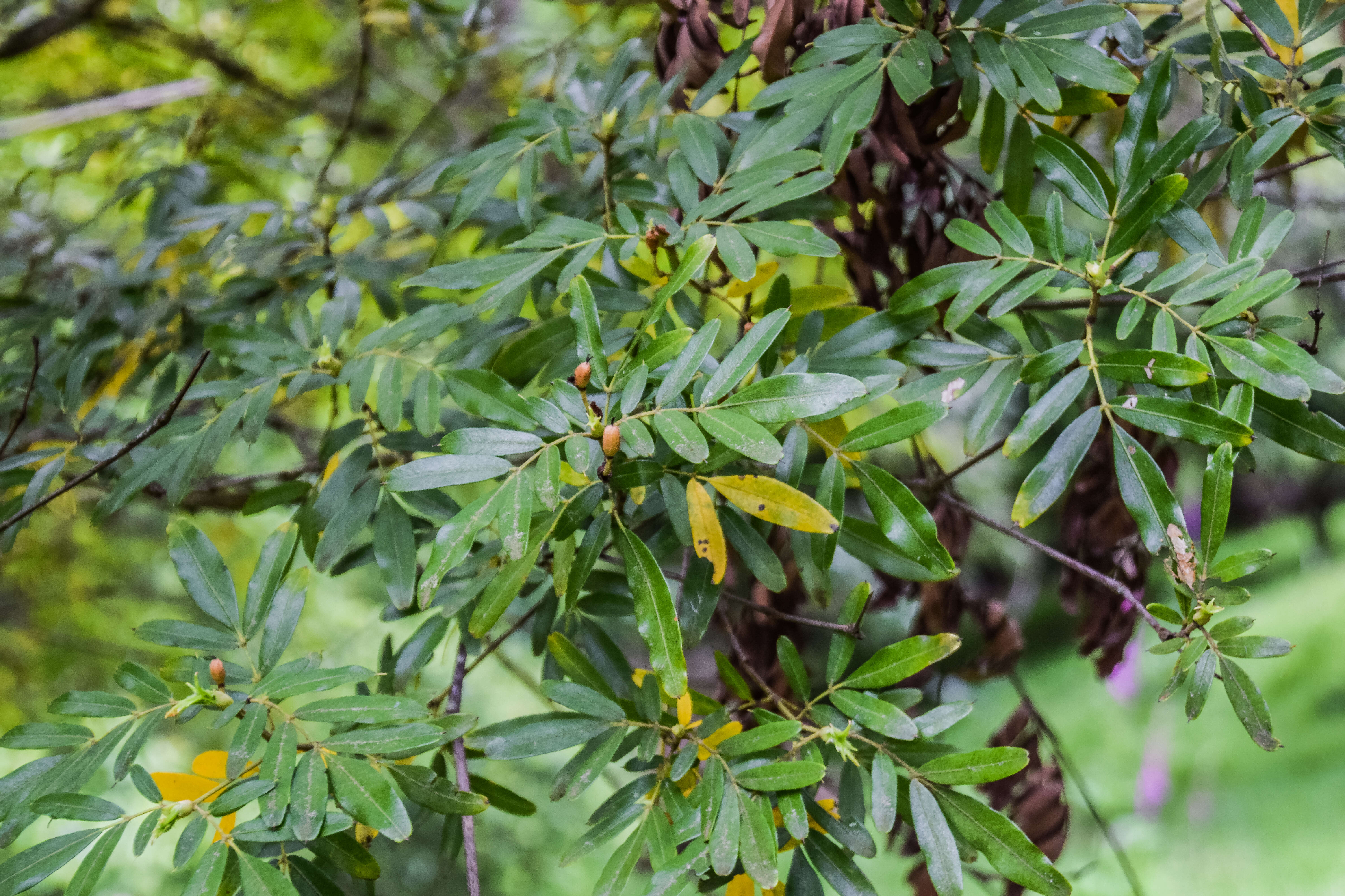 Image of Eucryphia moorei F. Müll.