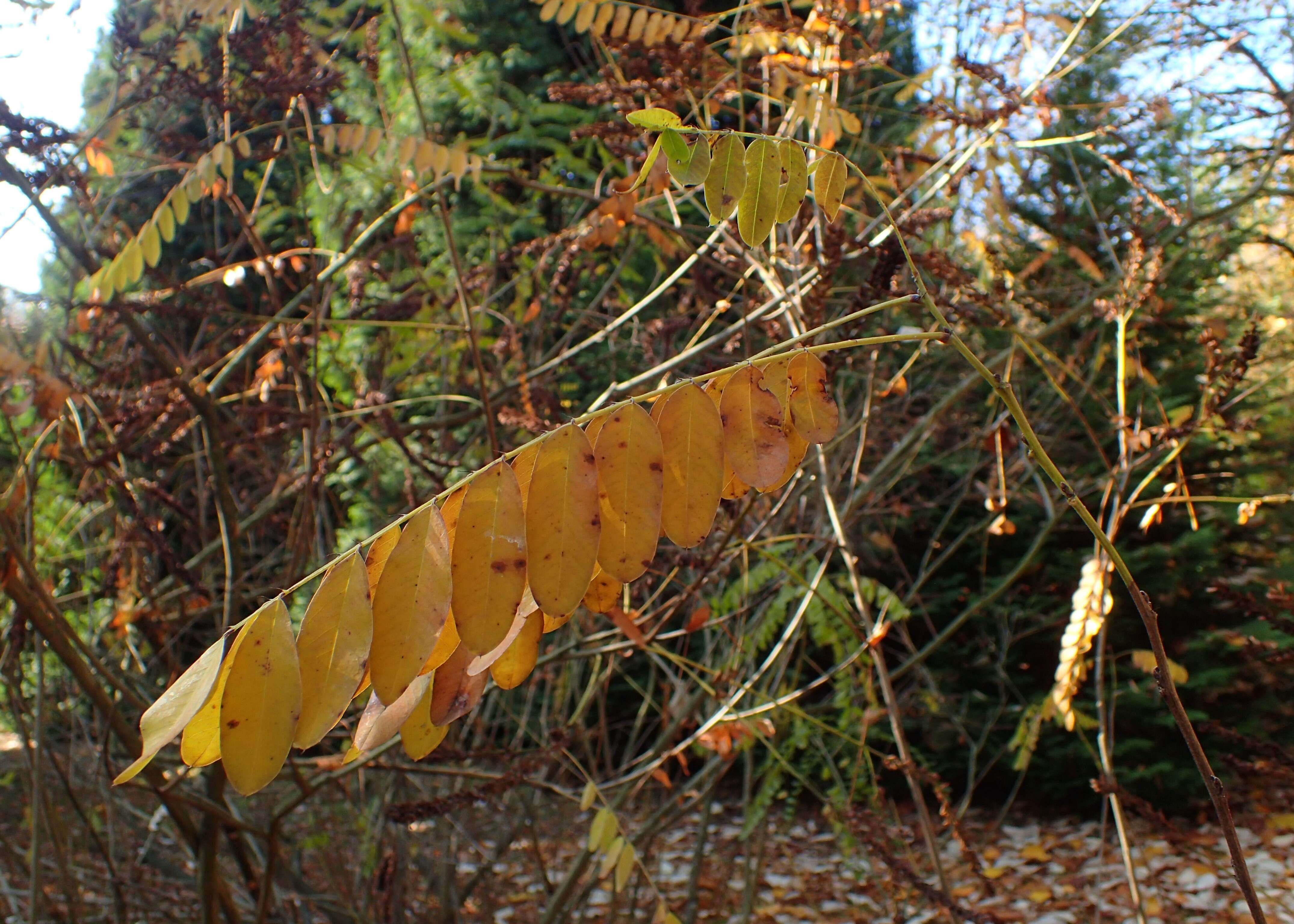 Image of California Indigobush