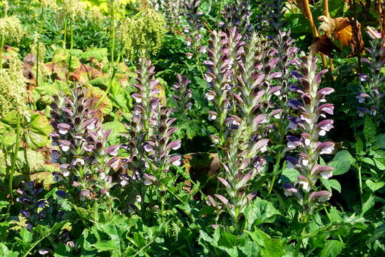 Image of Acanthus hungaricus (Borbás) Baenitz