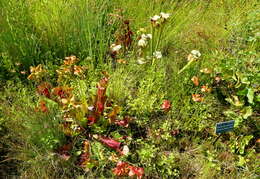 Image of purple pitcherplant