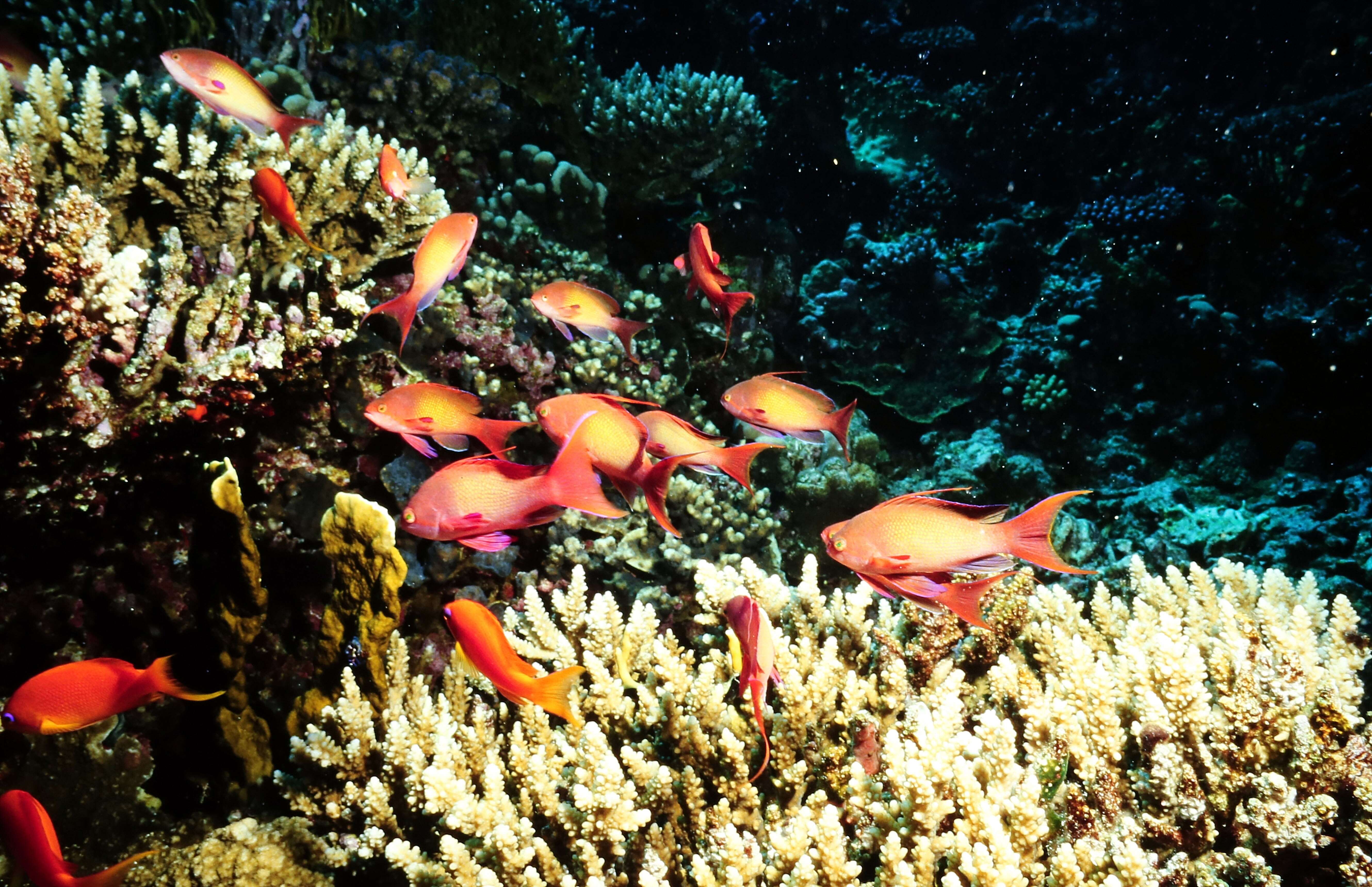 Imagem de Anthias-dourado