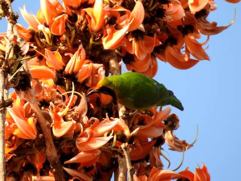 Image of Golden-fronted Leafbird