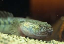 Image of Eel Gobies