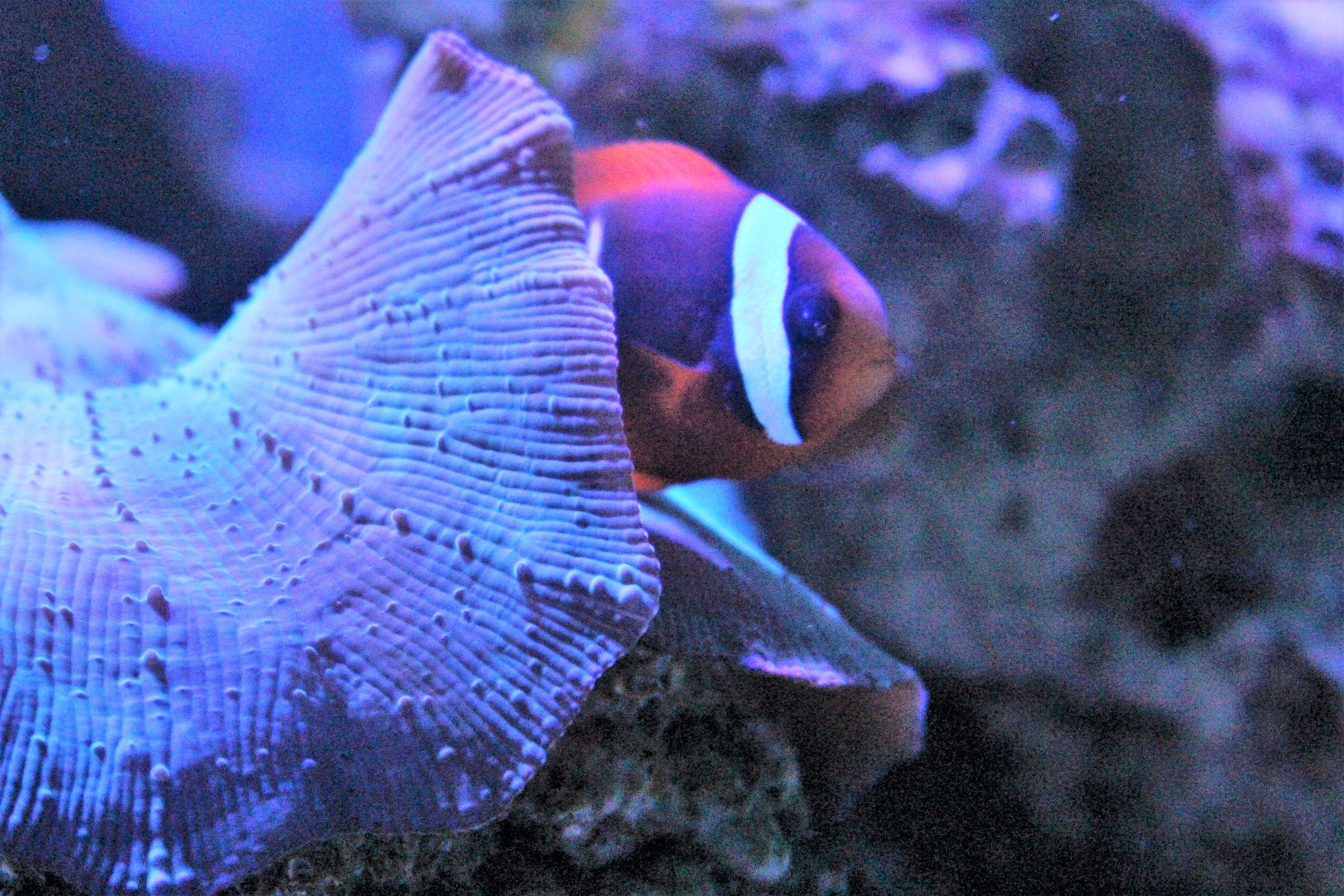 Image of Orange-fin anemonefish