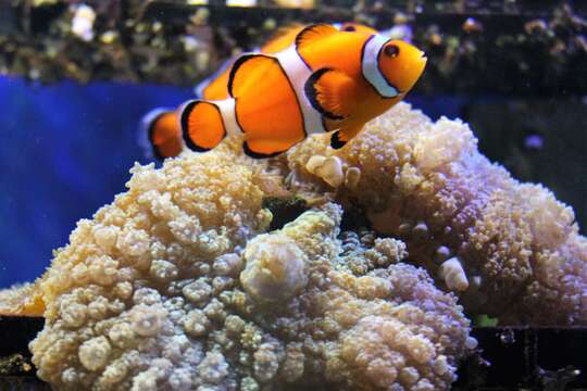 Image de Poisson-clown du Pacifique