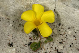 Image of Oxalis luteola Jacq.