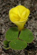 Image of Oxalis luteola Jacq.