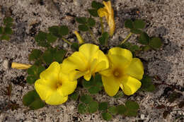 Imagem de Oxalis luteola Jacq.