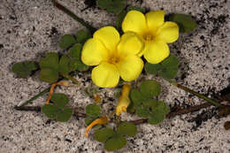 Image of Oxalis luteola Jacq.