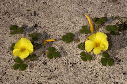 Image of Oxalis luteola Jacq.