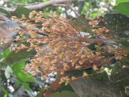 Image of Hopea ponga (Dennst.) D. J. Mabberley