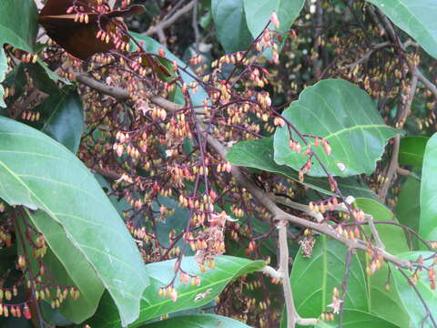 Image of Hopea ponga (Dennst.) D. J. Mabberley