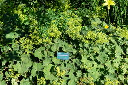 Image of Lady's Mantle