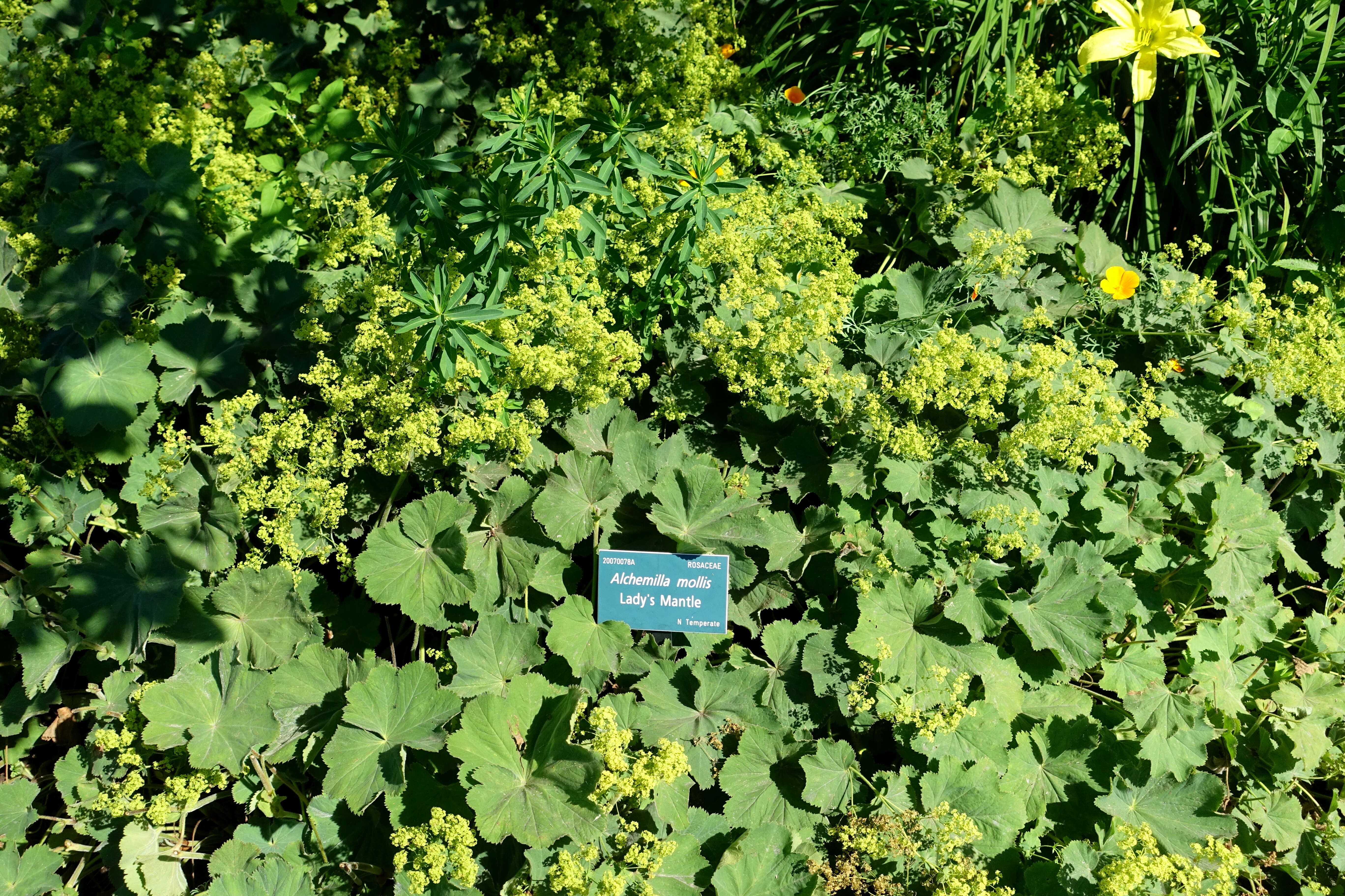 Image of Lady's Mantle