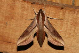 Image of Vine hawk moth