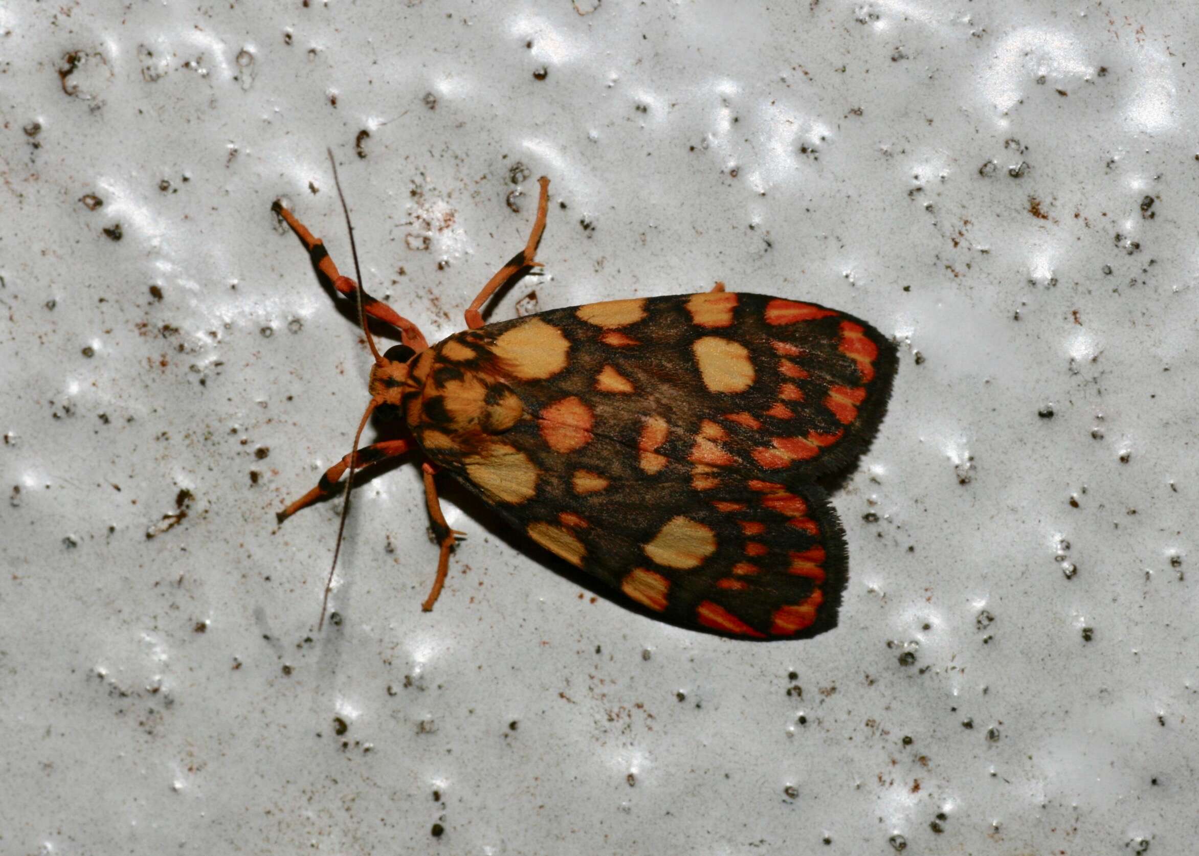 Image of Lyclene reticulata