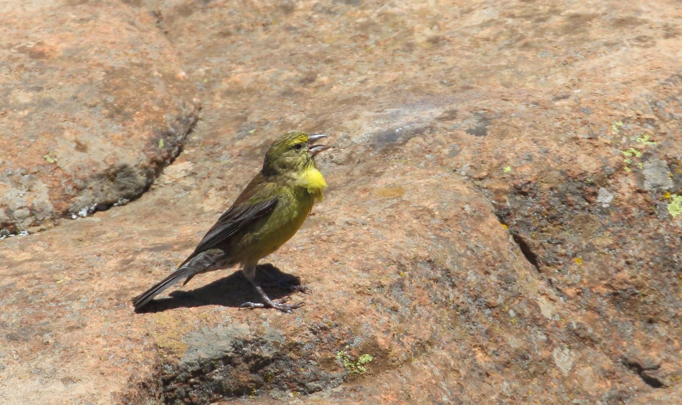 Image of Drakensberg Siskin