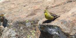 Image of Drakensberg Siskin