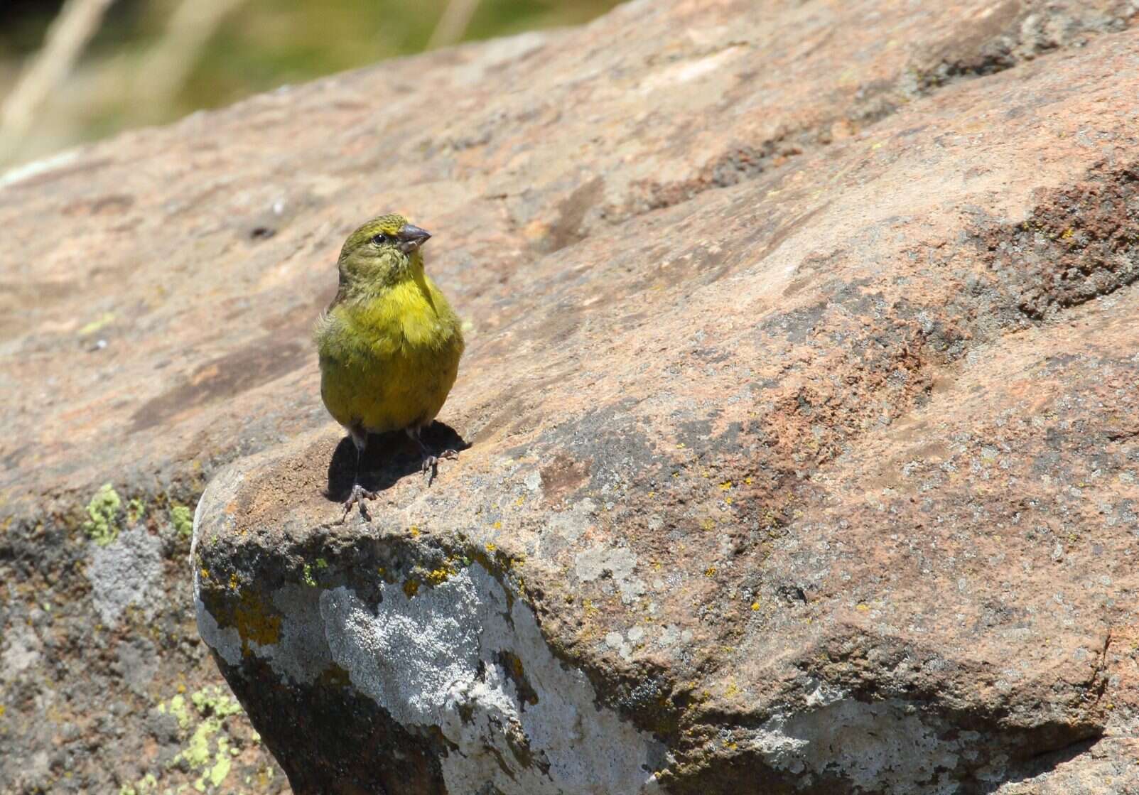 Image of Drakensberg Siskin