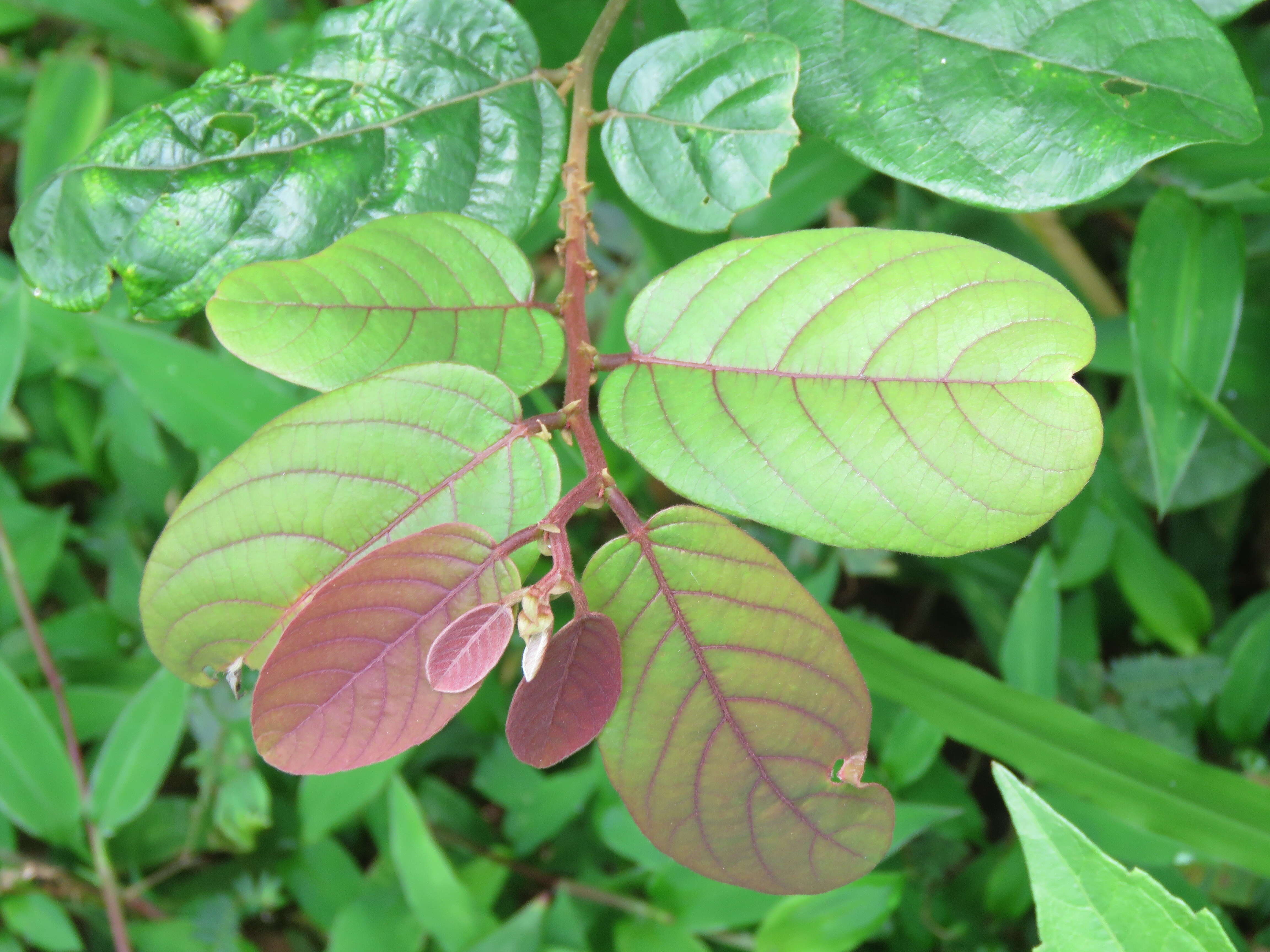 Image of Bridelia stipularis (L.) Blume