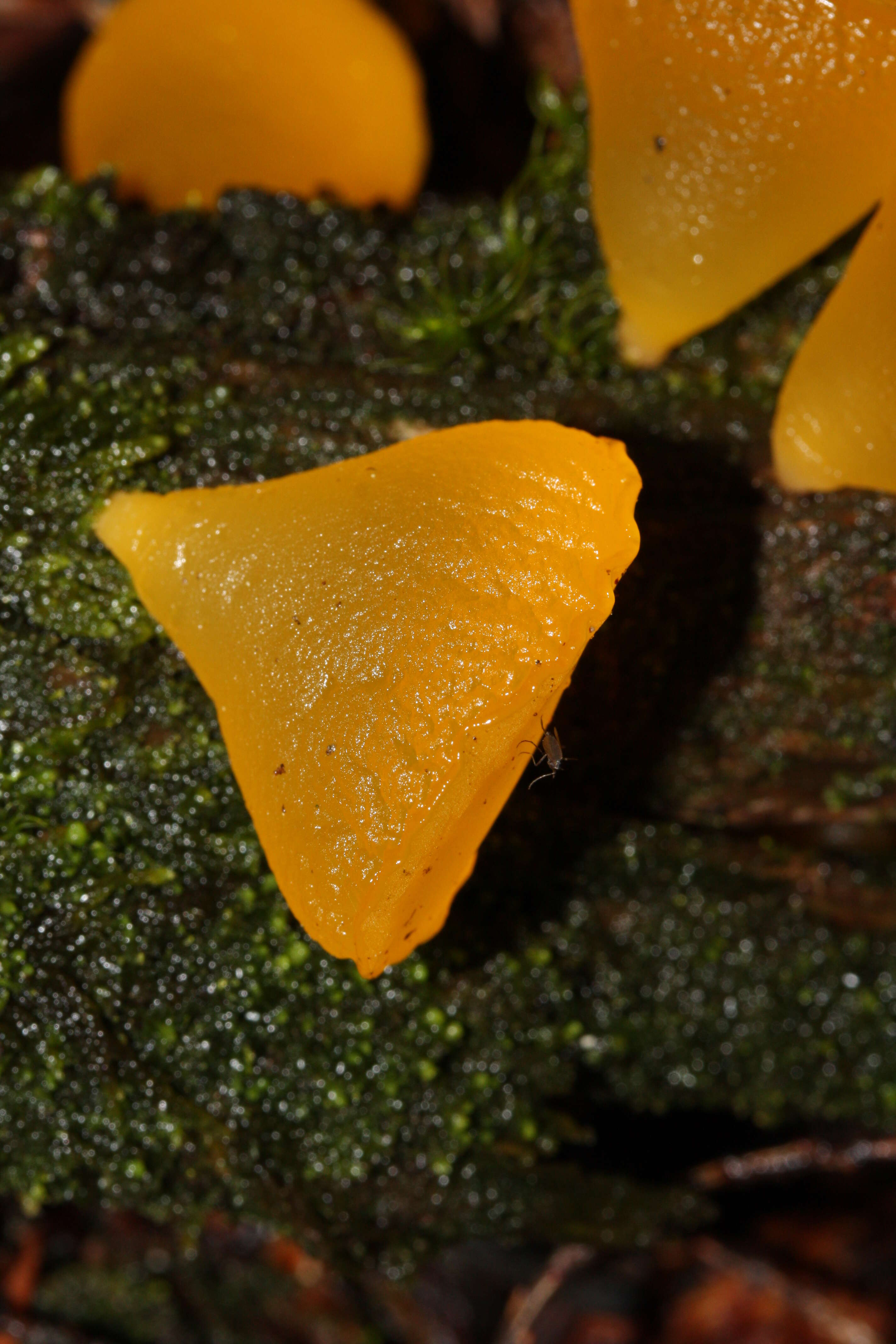 Image of Guepiniopsis alpina (Earle) Brasf. 1938