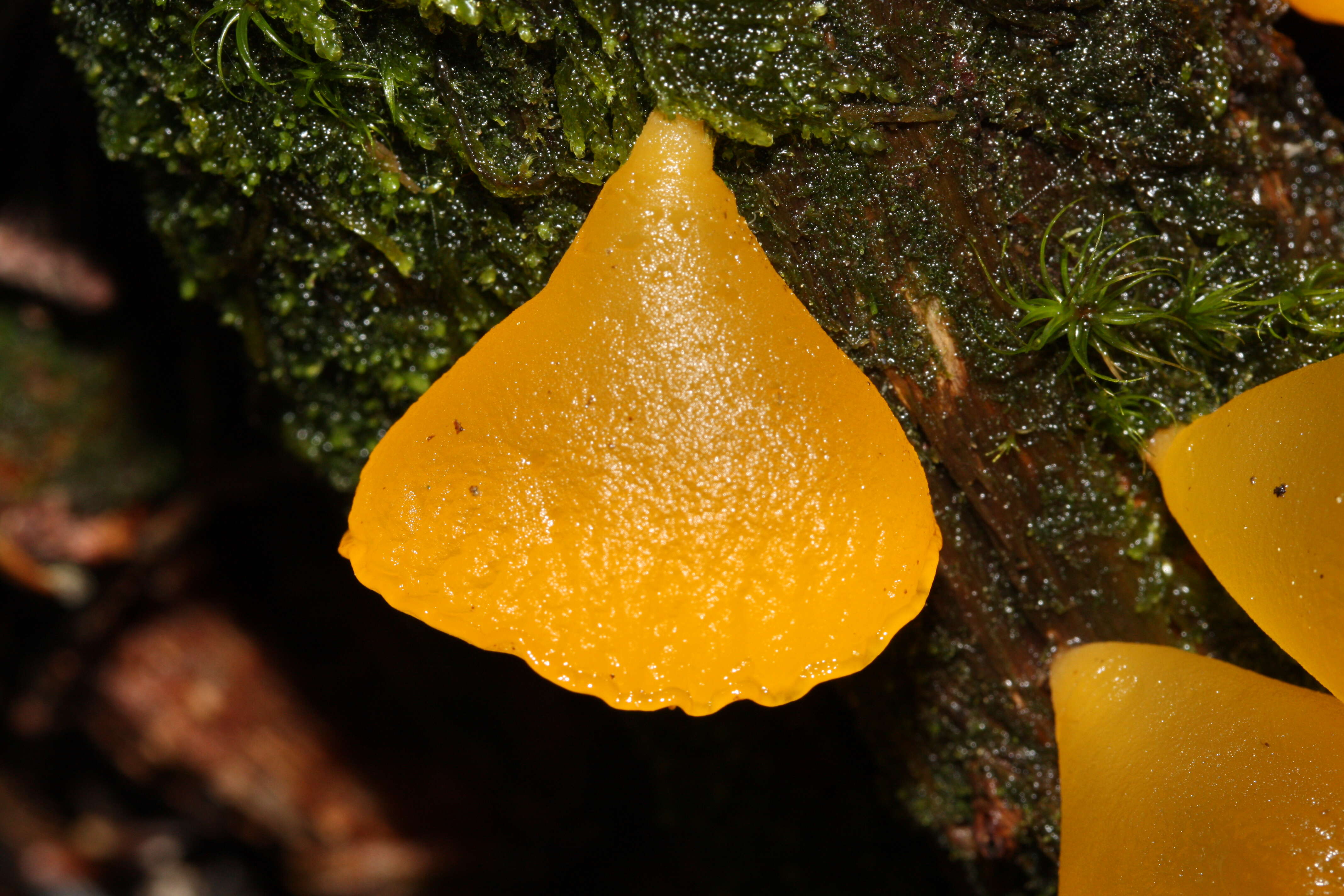 Image of Guepiniopsis alpina (Earle) Brasf. 1938