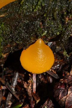 Imagem de Guepiniopsis alpina (Earle) Brasf. 1938