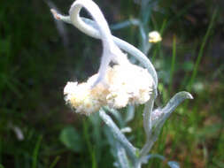 Image of Jersey cudweed