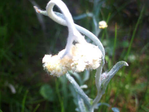 Image of Jersey cudweed