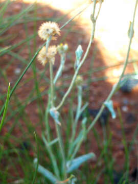 Image of Jersey cudweed