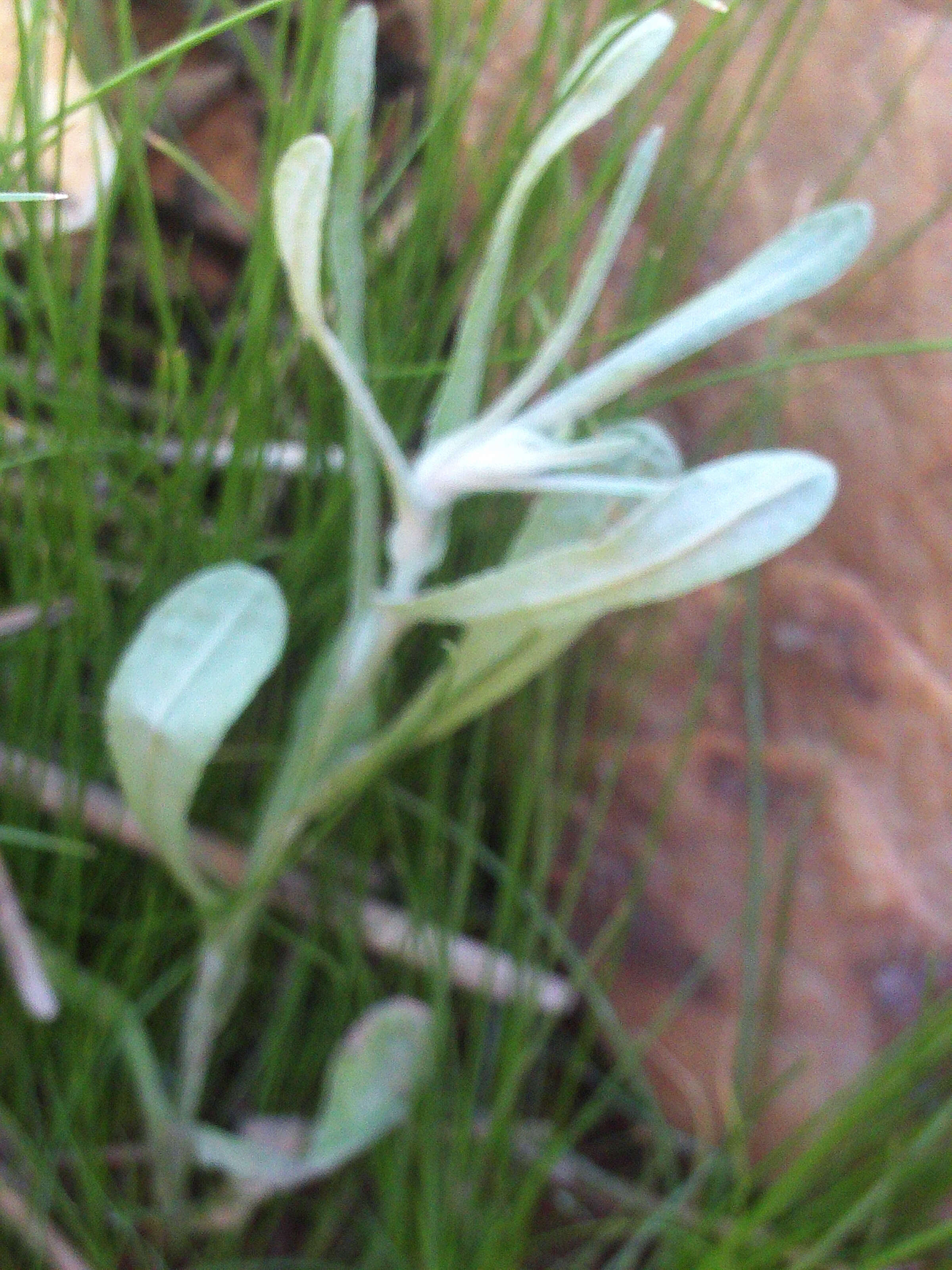 Image of Jersey cudweed