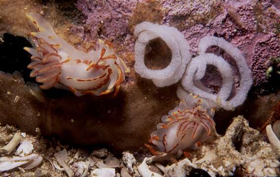 Image of Fiery nudibranch