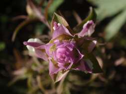 Image of mountain owl's-clover