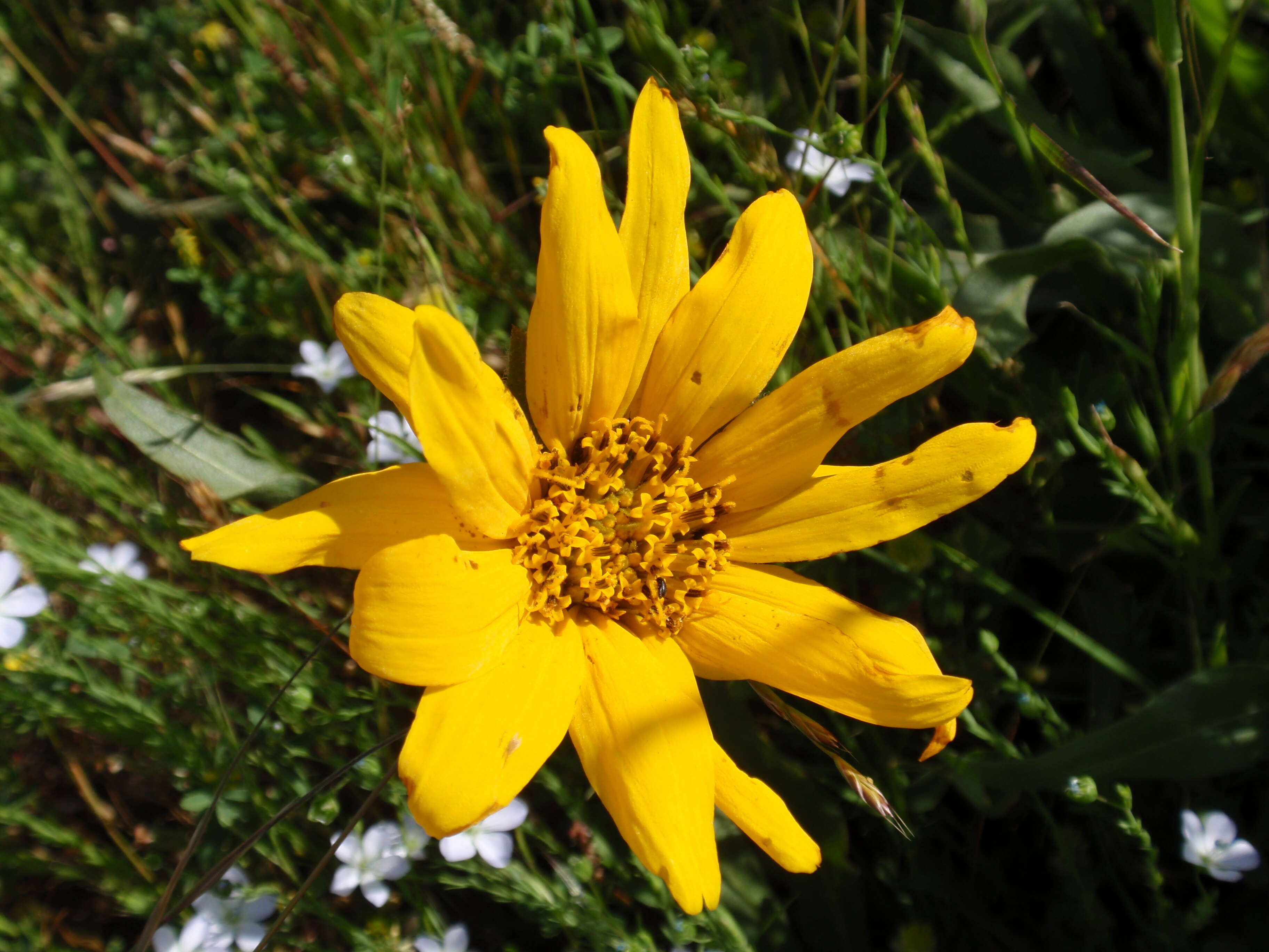 Wyethia angustifolia (DC.) Nutt. resmi