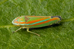 Image of Graphocephala versuta (Say 1830)