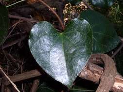 Image de Sarcopetalum harveyanum F. Müll.