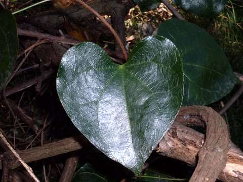 Image of Sarcopetalum harveyanum F. Müll.