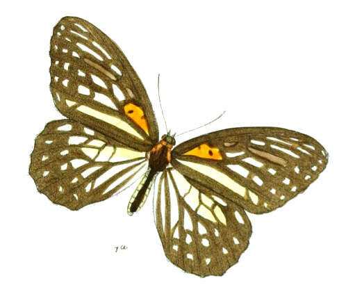 Image of Orinoma damaris Gray 1846