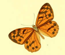 Image of Rhaphicera satricus Doubleday (1849)